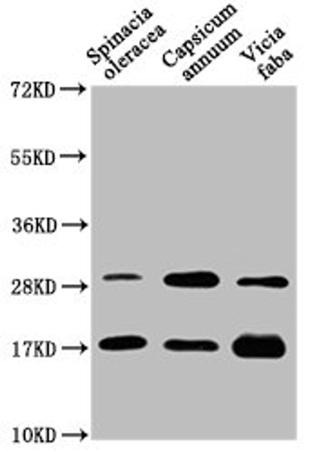 Western Blot. Positive WB detected in: Spinacia oleracea leaf tissue, Capsicum annuum leaf tissue, Vicia faba leaf tissue. All lanes: PETE antibody at 1:1250. Secondary. Goat polyclonal to rabbit IgG at 1/50000 dilution. Predicted band size: 17 kDa. Observed band size: 17 kDa.