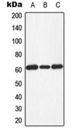 Western blot analysis of HeLa PMA-treated (Lane 1), Raw264.7 H2O2-treated (Lane 2), NIH3T3 LPS-treated (Lane 3) whole cell lysates using PKR (phospho-T451) antibody