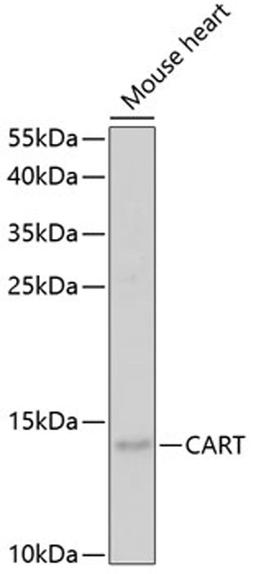 Western blot - CART antibody (A5395)