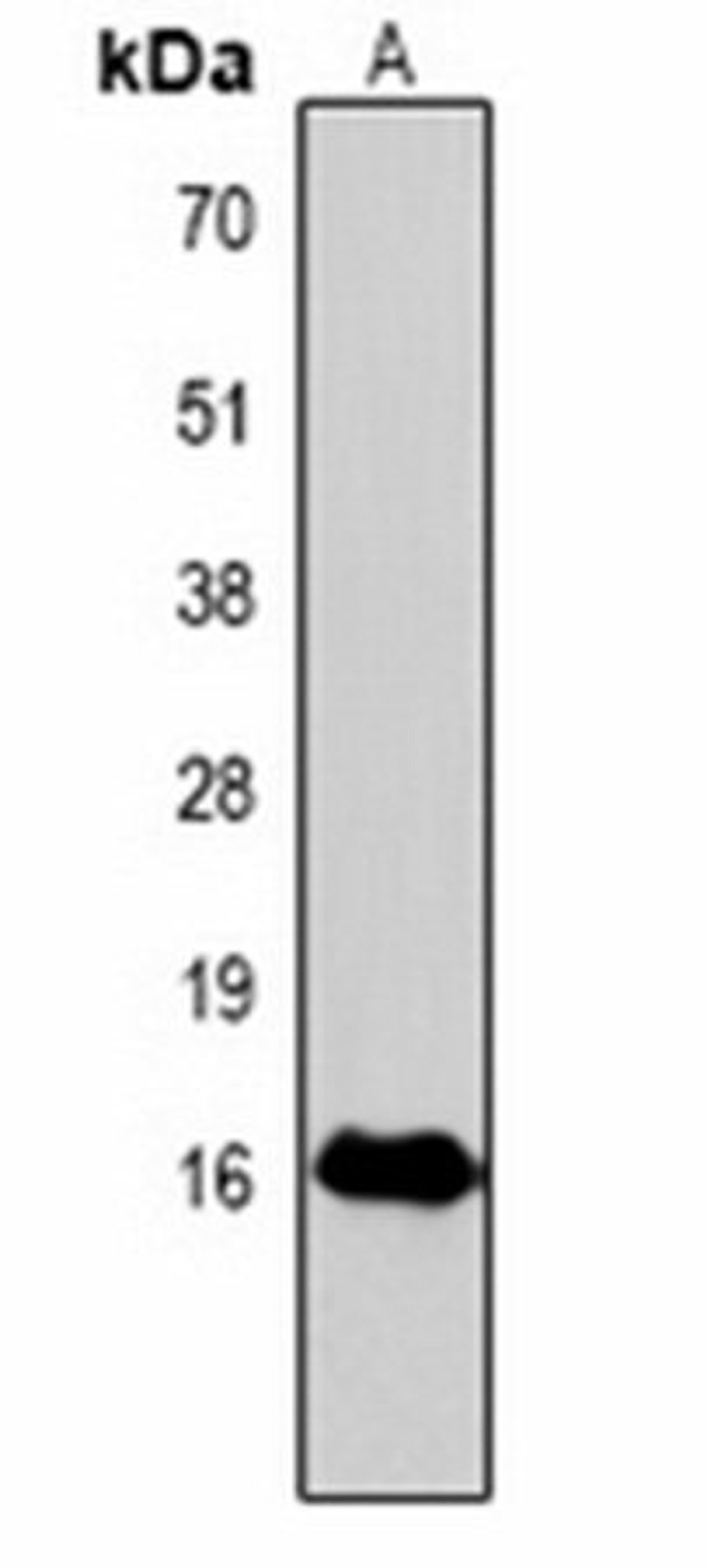 Western blot analysis of  Hela (Lane1) whole cell lysates using Histone H3 (Phospho-T118) antibody