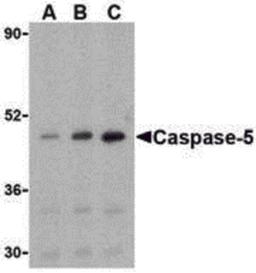 Western blot analysis of caspase-5 in Ramos cells with caspase-5 antibody at (A) 0.5, (B) 1, and (C) 2 μg/mL.