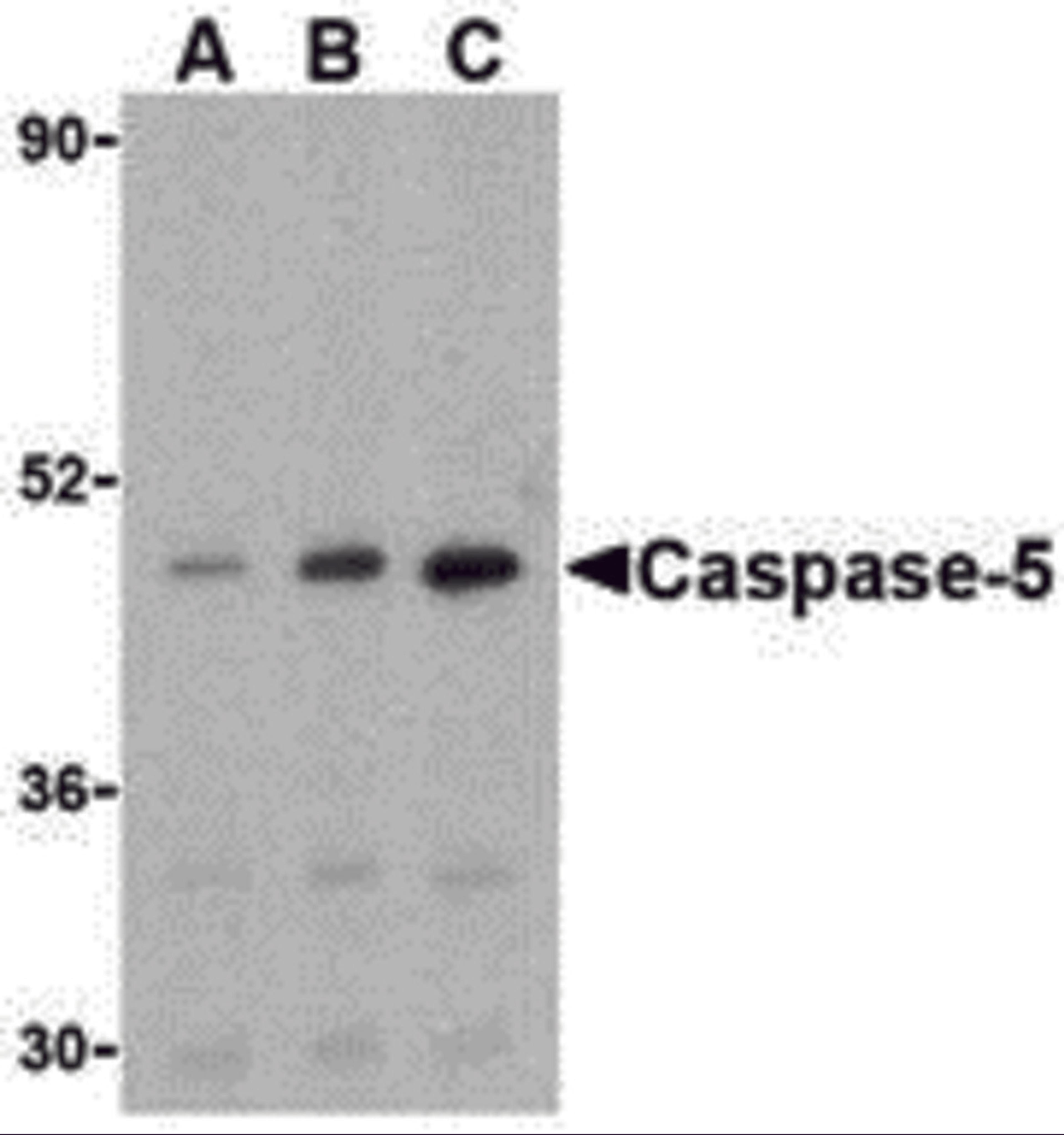 Western blot analysis of caspase-5 in Ramos cells with caspase-5 antibody at (A) 0.5, (B) 1, and (C) 2 μg/mL.