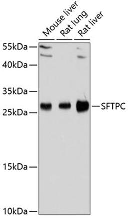 Western blot - SFTPC Antibody (A11764)