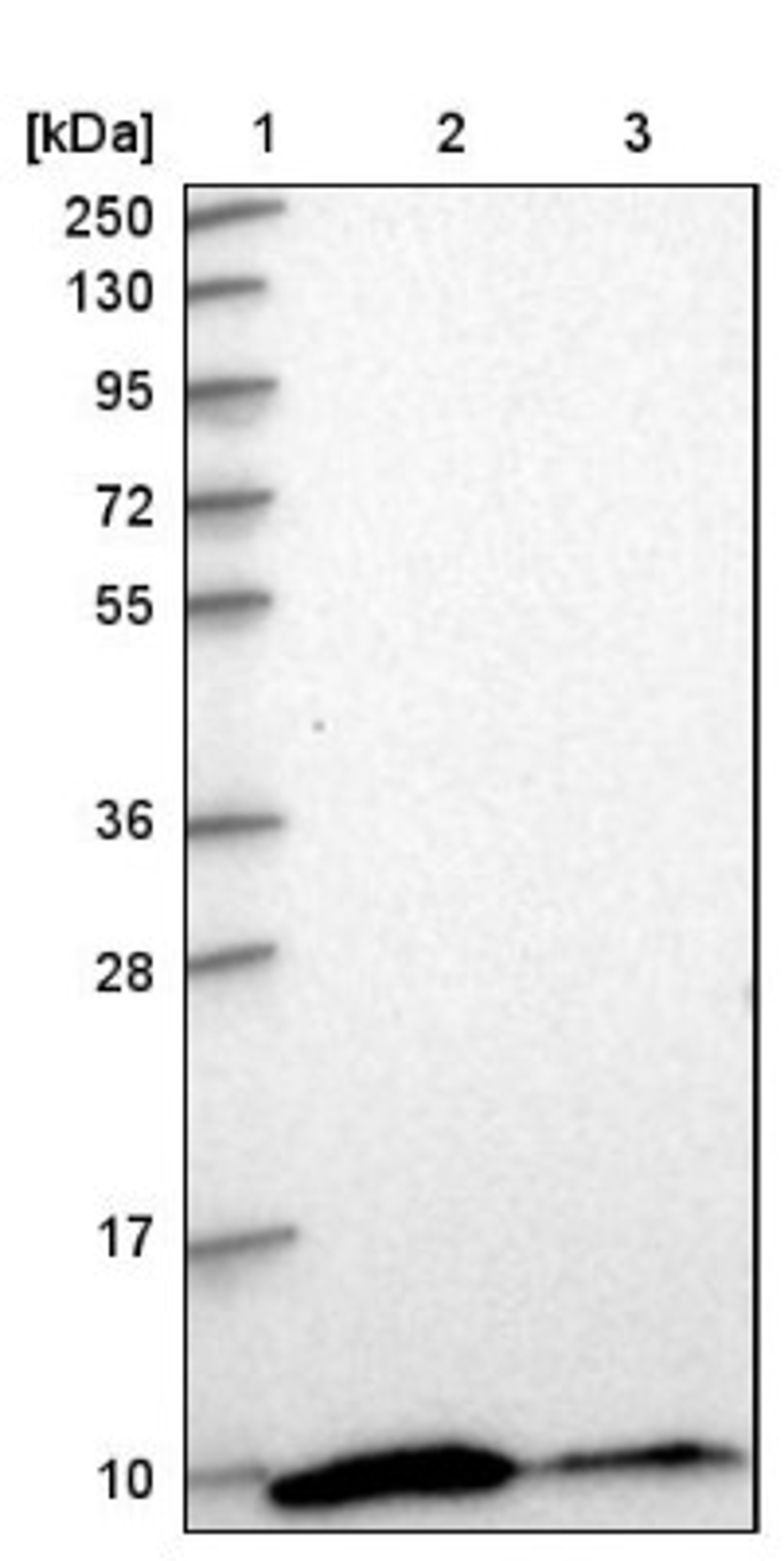 Western Blot: RPS28 Antibody [NBP1-92353] - Lane 1: Marker [kDa] 250, 130, 95, 72, 55, 36, 28, 17, 10<br/>Lane 2: Human cell line RT-4<br/>Lane 3: Human cell line U-251MG sp