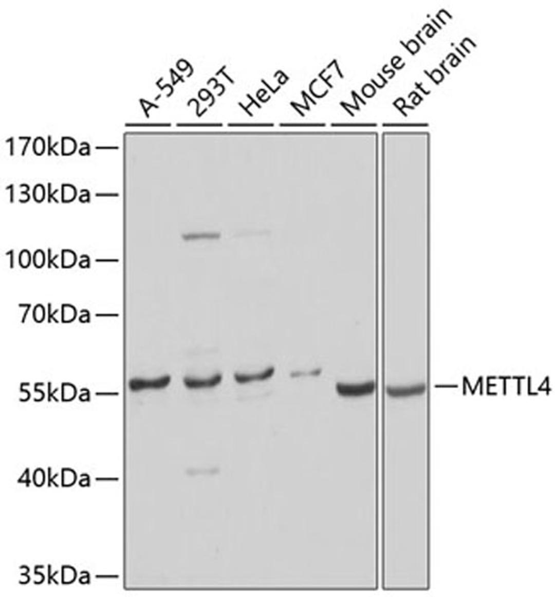 Western blot - METTL4 antibody (A9294)