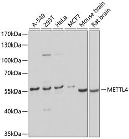 Western blot - METTL4 antibody (A9294)