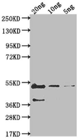 Western Blot. Positive WB detected in Recombinant protein. All lanes: gB antibody at 1:2000. Secondary. Goat polyclonal to rabbit IgG at 1/50000 dilution. Predicted band size: 43.3 kDa. Observed band size: 46 kDa.