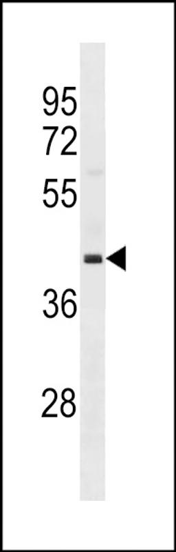 Western blot analysis in 293 cell line lysates (35ug/lane).