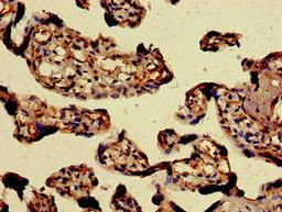 Immunohistochemistry of paraffin-embedded human placenta tissue using CSB-PA017381LA01HU at dilution of 1:100