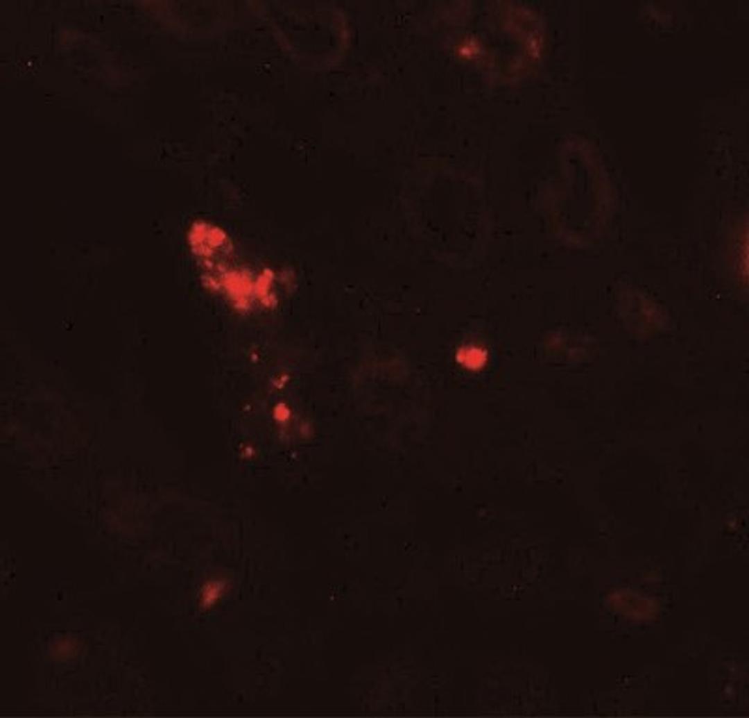 Immunofluorescence: NOX3 Antibody [NBP2-41292] - Human kidney tissue with NOX3 antibody at 20 ug/ml.