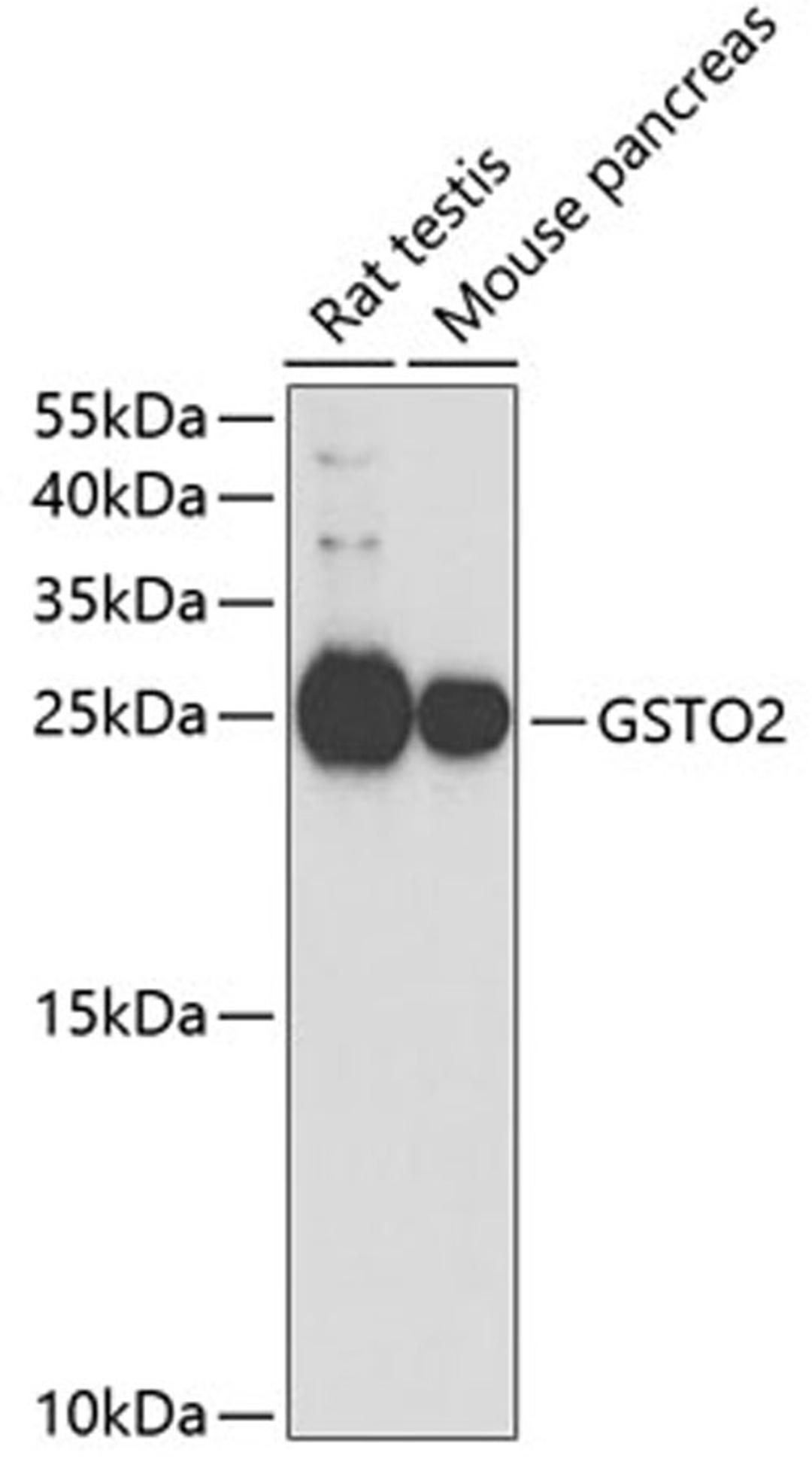 Western blot - GSTO2 antibody (A5774)