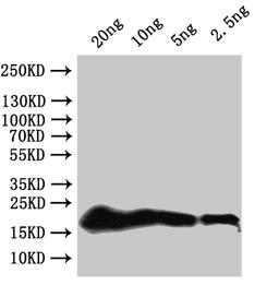 Western Blot. Positive WB detected in: recombinant protein. All lanes:secG Antibody at 1:1000. Secondary. Goat polyclonal to rabbit IgG at 1/50000 dilution. Predicted band size: 20 kDa. Observed band size: 20 kDa.