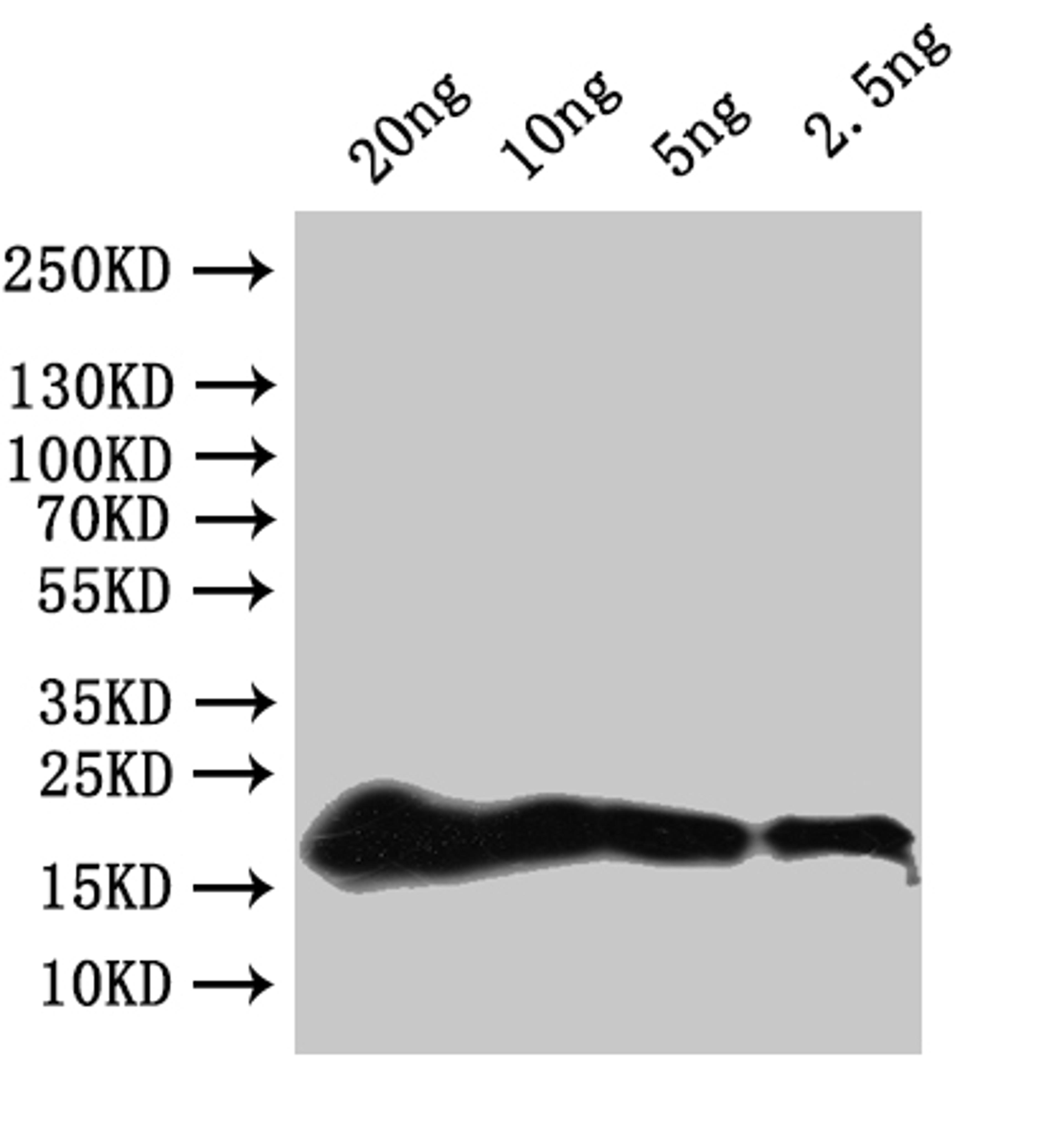Western Blot. Positive WB detected in: recombinant protein. All lanes:secG Antibody at 1:1000. Secondary. Goat polyclonal to rabbit IgG at 1/50000 dilution. Predicted band size: 20 kDa. Observed band size: 20 kDa.