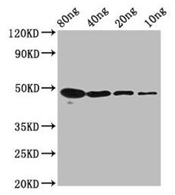 Western Blot. Positive WB detected in Recombinant protein. All lanes: mycn antibody at 2.2µg/ml. Secondary. Goat polyclonal to rabbit IgG at 1/50000 dilution. Predicted band size: 41 kDa. Observed band size: 48 kDa