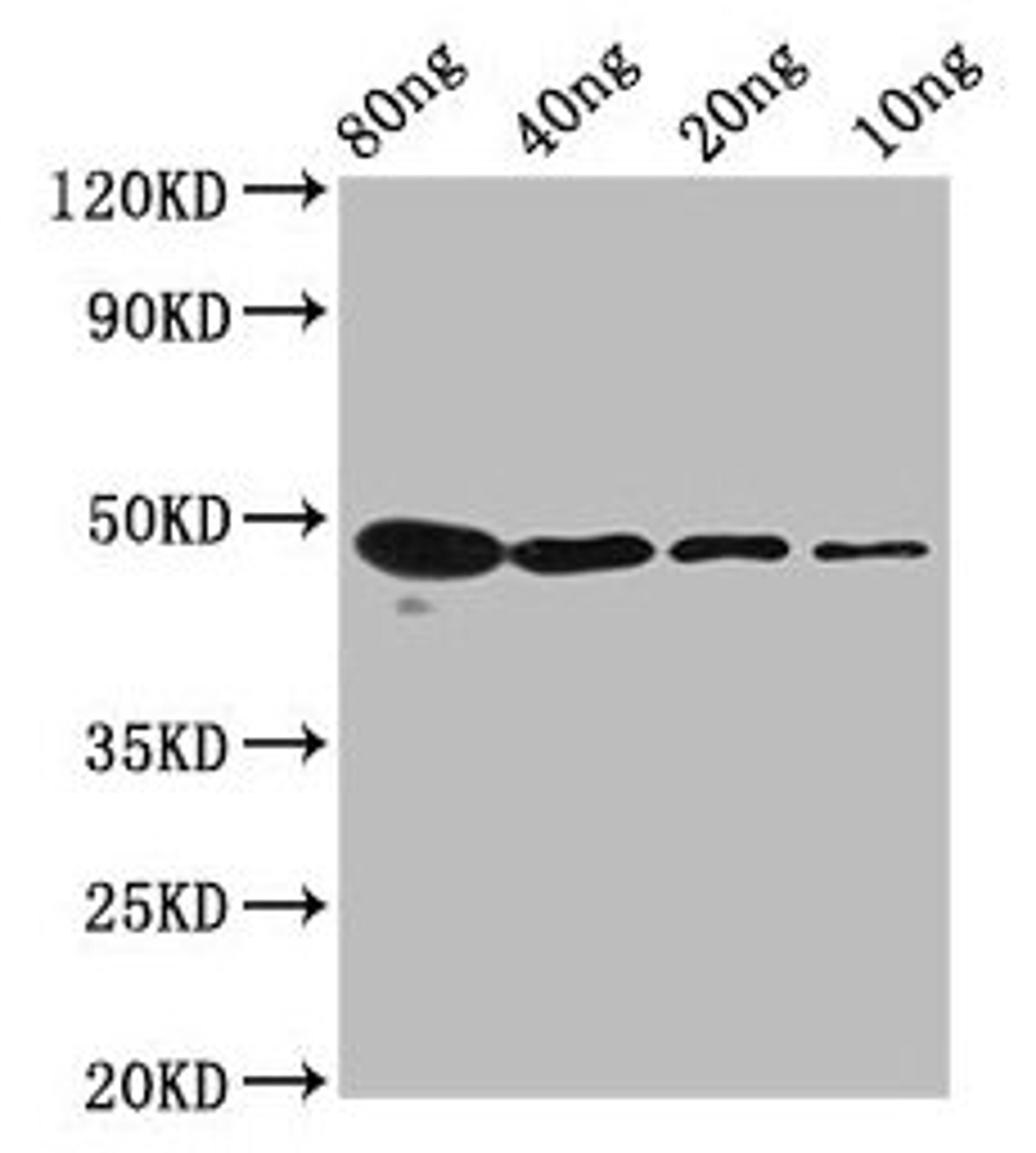 Western Blot. Positive WB detected in Recombinant protein. All lanes: mycn antibody at 2.2µg/ml. Secondary. Goat polyclonal to rabbit IgG at 1/50000 dilution. Predicted band size: 41 kDa. Observed band size: 48 kDa