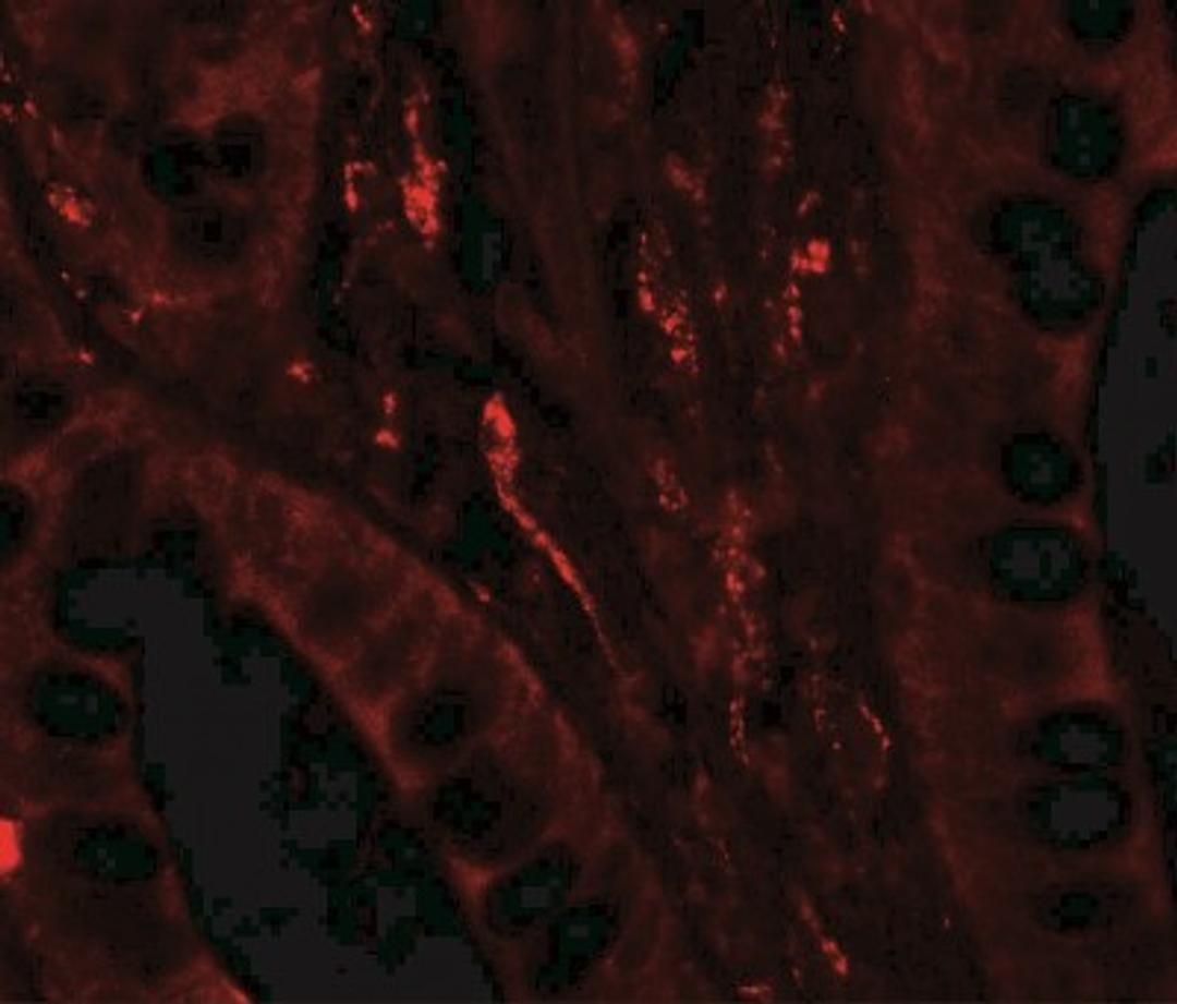 Immunofluorescence: GilZ Antibody [NBP2-41210] - TSC22D3 in human small intestine tissue with TSC22D3 antibody at 20 ug/ml.