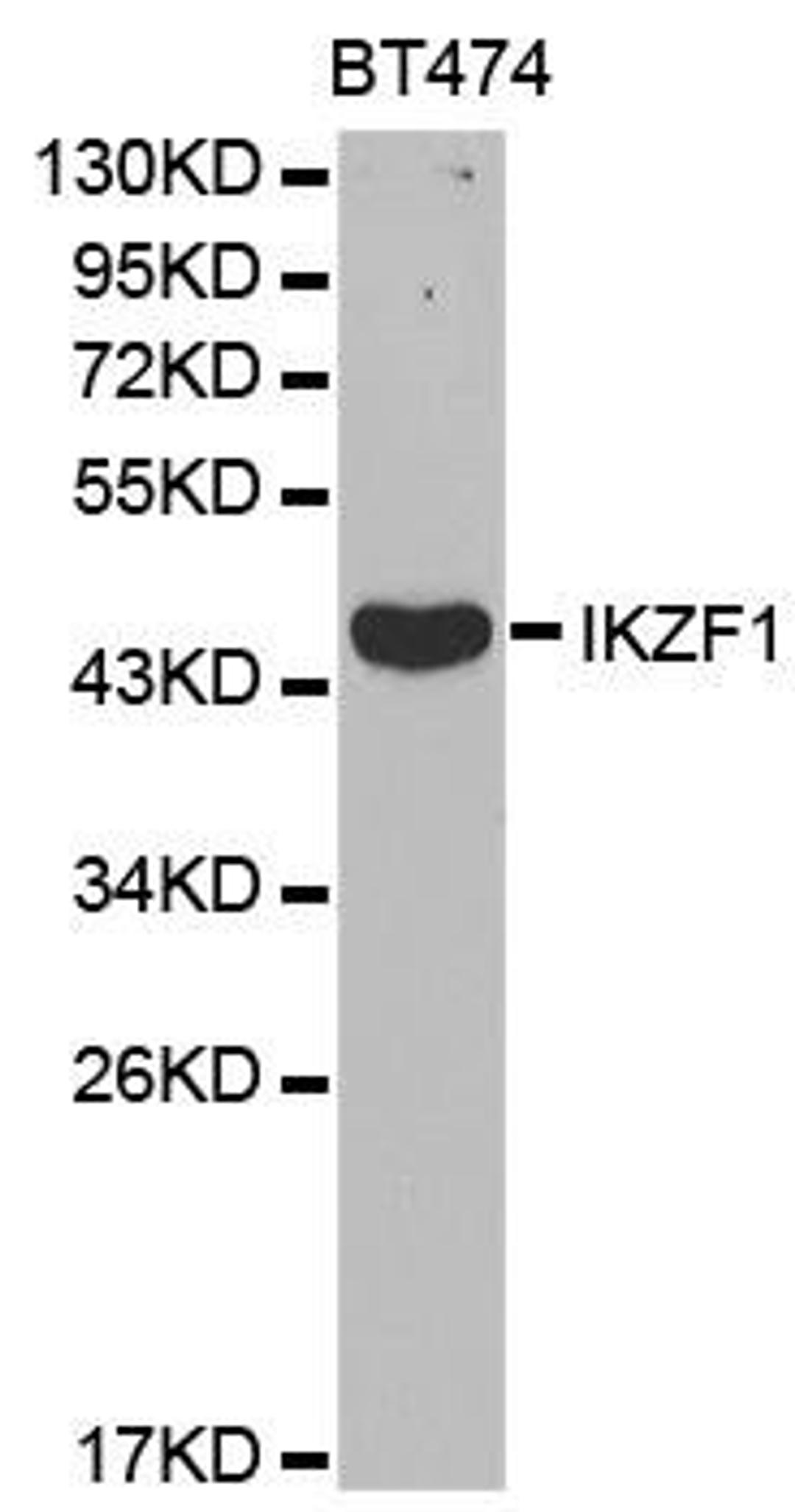 Western blot analysis of extracts of BT474 cell lines using IKZF1 antibody