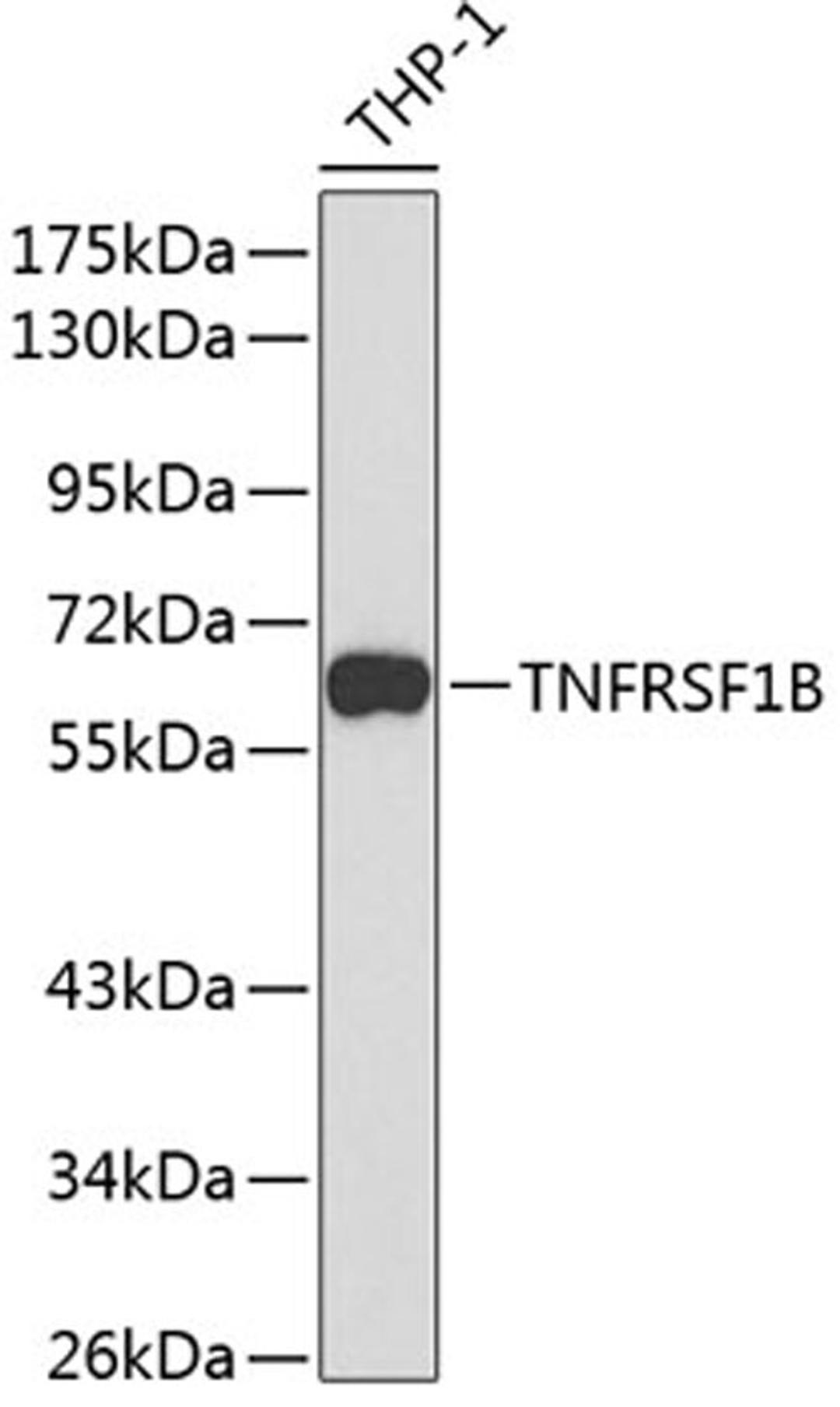 Western blot - TNFRSF1B antibody (A0387)