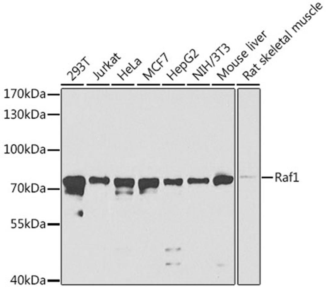 Western blot - Raf1 antibody (A0223)