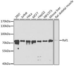 Western blot - Raf1 antibody (A0223)