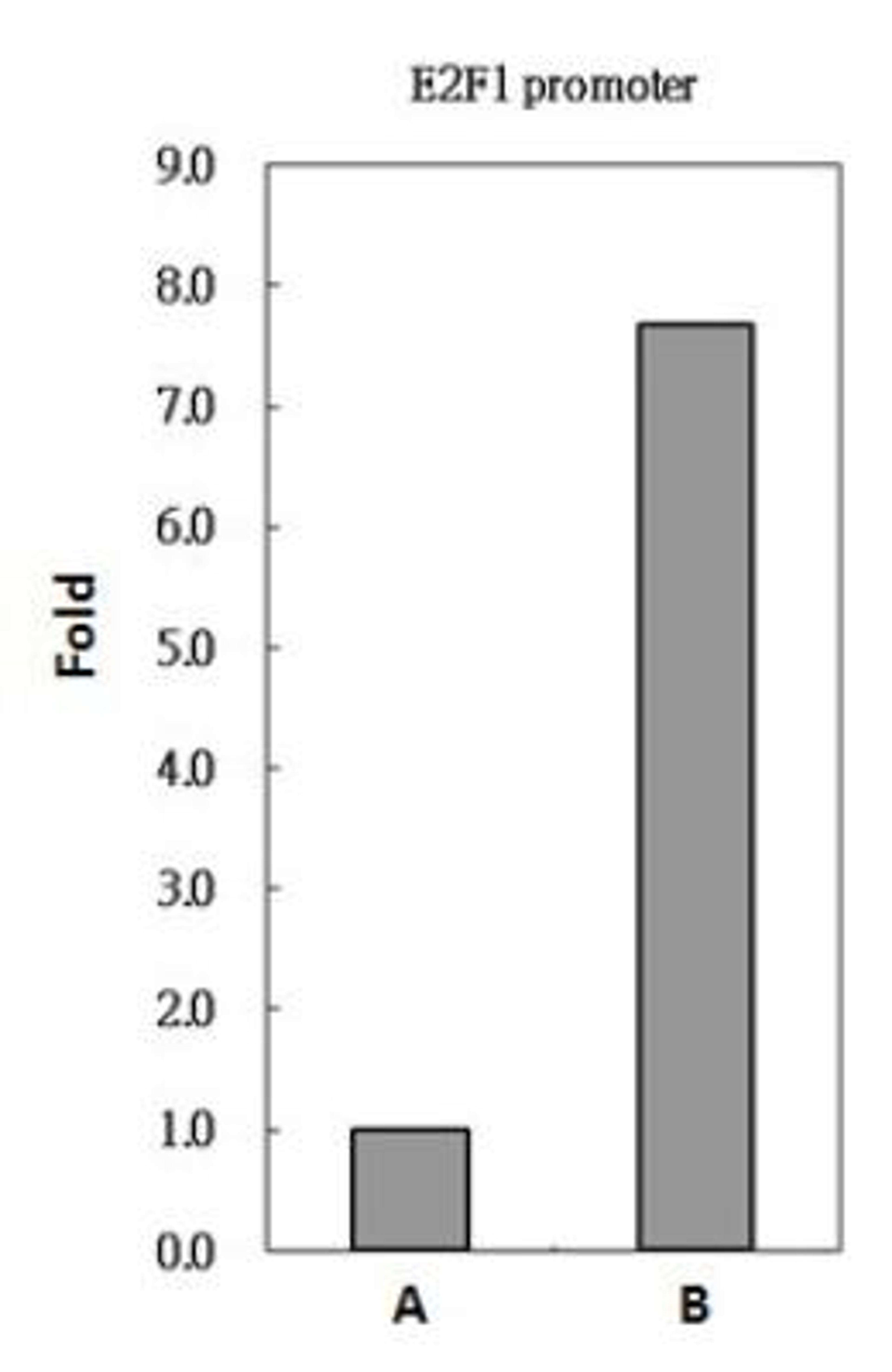 Chromatin Immunoprecipitation: PAX8 Antibody [NBP1-32440] - Sample: 293T whole cell lysate/extract A. 5 ug preimmune rabbit IgG, B. 5 ug of PAX8 antibody The precipitated DNA was detected by PCR with primer set targeting to E2F1 promoter.