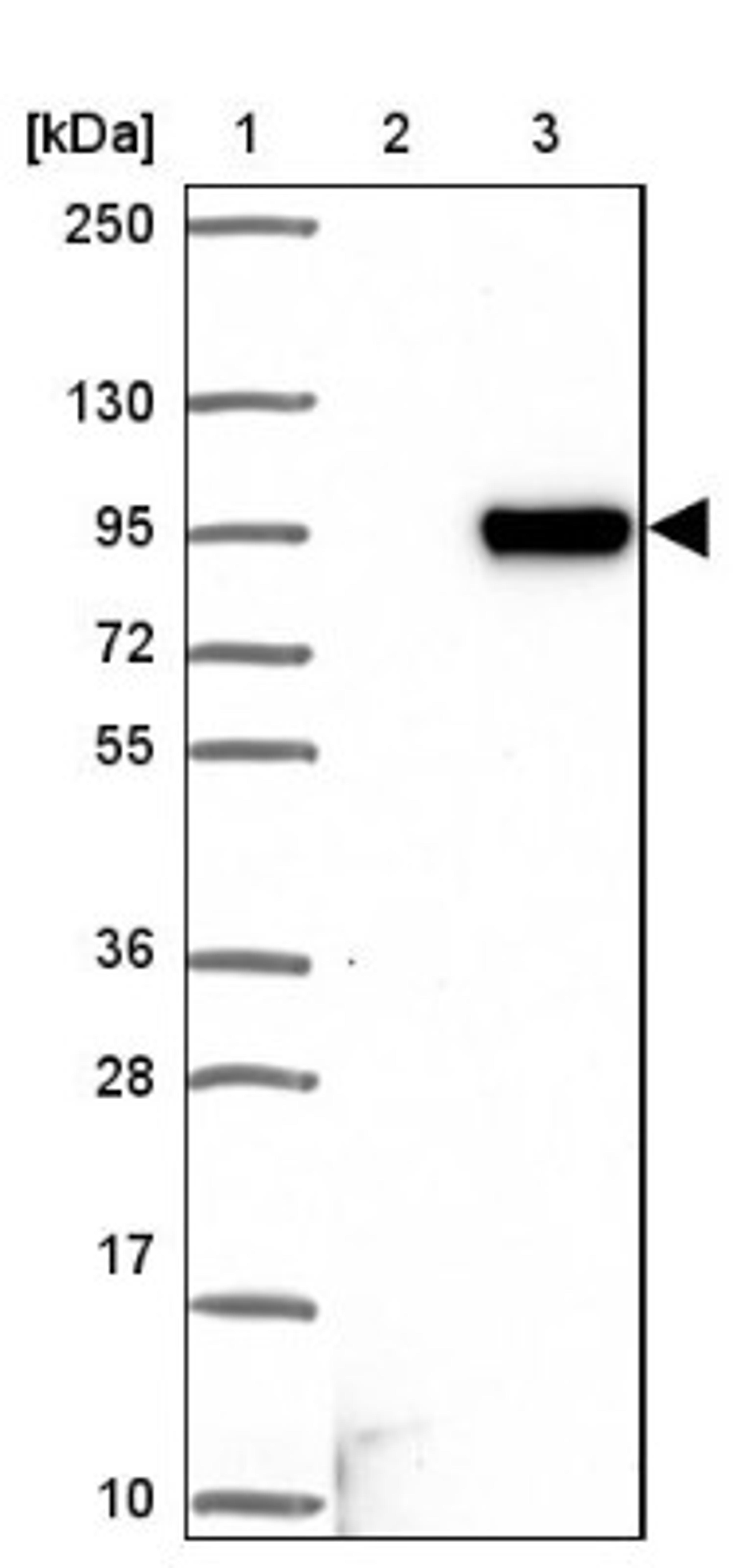 Western Blot: LOC81691 exonuclease NEF-sp Antibody [NBP1-92075] - Lane 1: Marker [kDa] 250, 130, 95, 72, 55, 36, 28, 17, 10<br/>Lane 2: Negative control (vector only transfected HEK293T lysate)<br/>Lane 3: Over-expression lysate (Co-expressed with a C-terminal myc-DDK tag (~3.1 kDa) in mammalian HEK293T cells, LY403099)