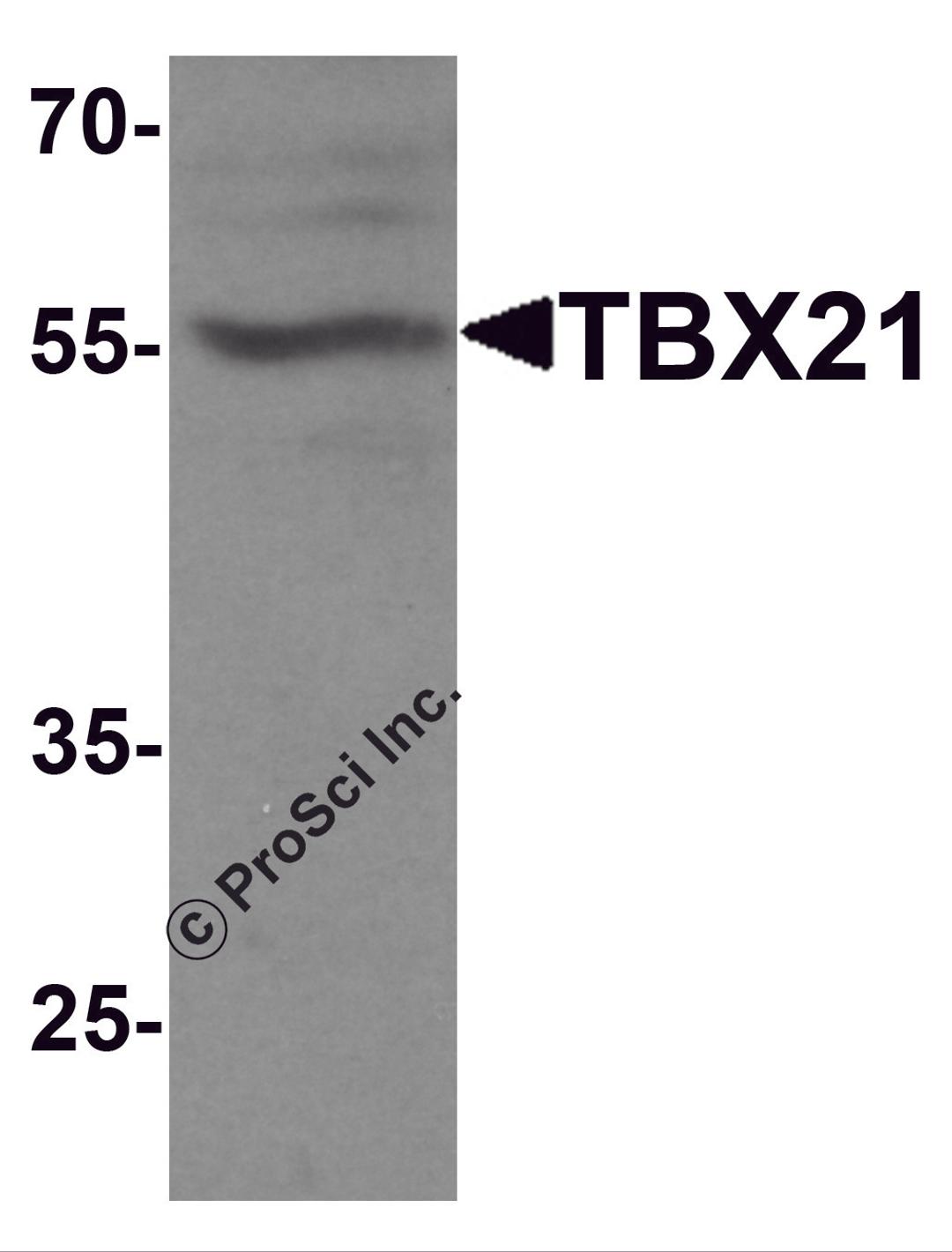 Western blot analysis of TBX21 in 293 cell lysate with TBX21 antibody at 1 μg/ml.