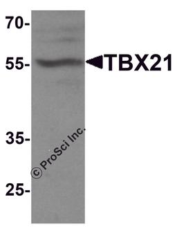 Western blot analysis of TBX21 in 293 cell lysate with TBX21 antibody at 1 μg/ml.