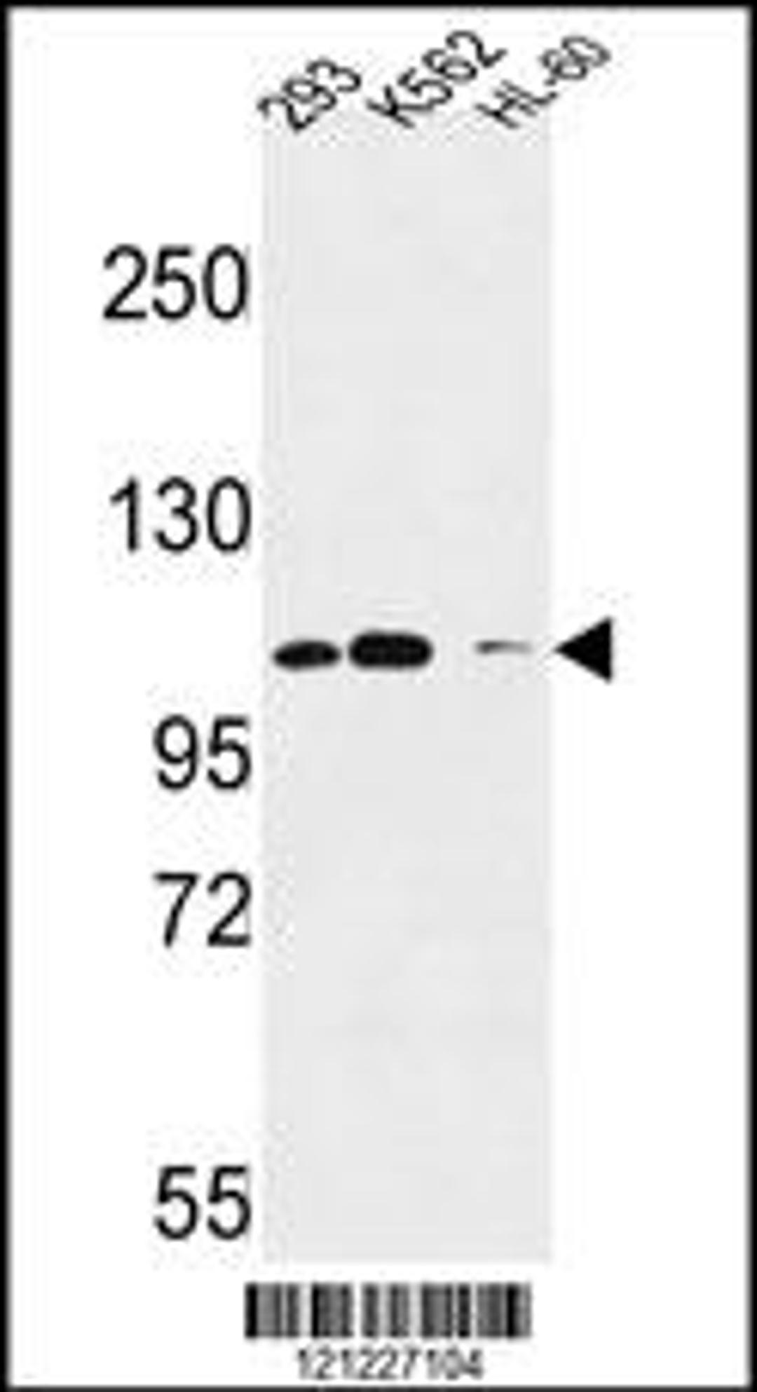 Western blot analysis in 293,K562,HL-60 cell line lysates (35ug/lane).