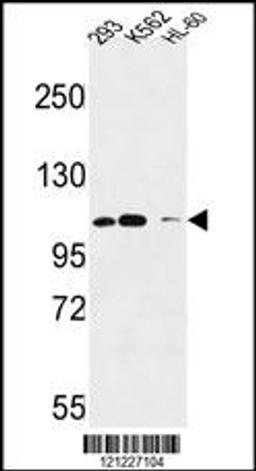 Western blot analysis in 293,K562,HL-60 cell line lysates (35ug/lane).