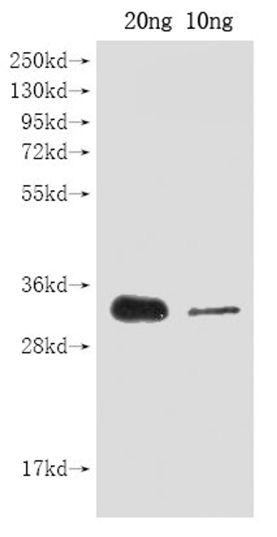 Western Blot. Positive WB detected in Recombinant protein. All lanes: cas9 antibody at 1:2000. Secondary. Goat polyclonal to rabbit IgG at 1/50000 dilution. Predicted band size: 30 kDa. Observed band size: 30 kDa. 