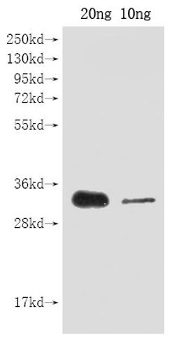 Western Blot. Positive WB detected in Recombinant protein. All lanes: cas9 antibody at 1:2000. Secondary. Goat polyclonal to rabbit IgG at 1/50000 dilution. Predicted band size: 30 kDa. Observed band size: 30 kDa. 