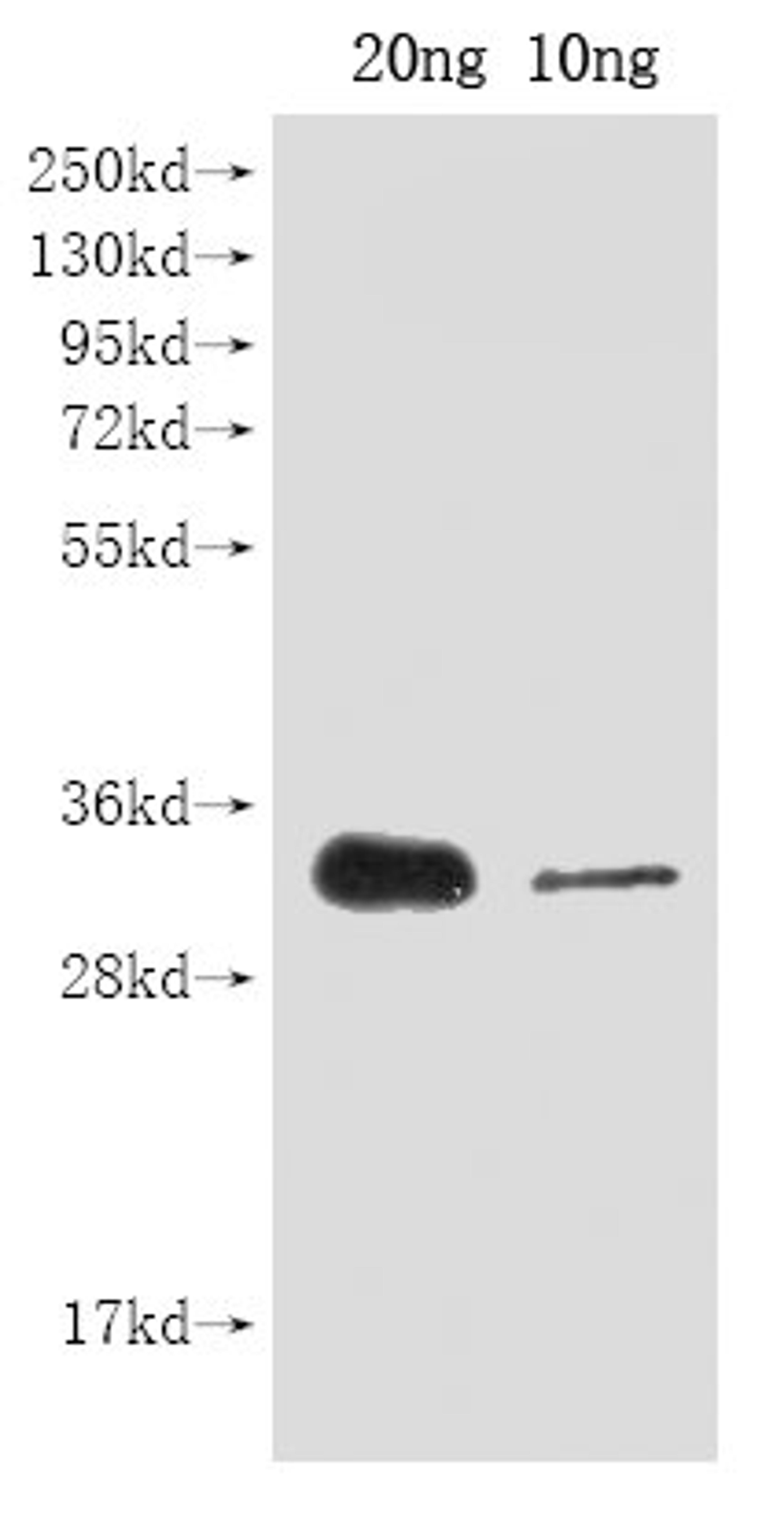 Western Blot. Positive WB detected in Recombinant protein. All lanes: cas9 antibody at 1:2000. Secondary. Goat polyclonal to rabbit IgG at 1/50000 dilution. Predicted band size: 30 kDa. Observed band size: 30 kDa. 