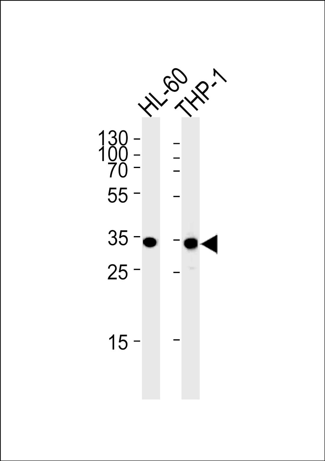 Western blot analysis in HL-60,THP-1 cell line lysates (35ug/lane).