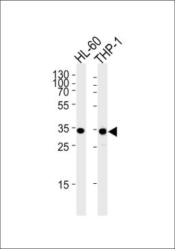 Western blot analysis in HL-60,THP-1 cell line lysates (35ug/lane).