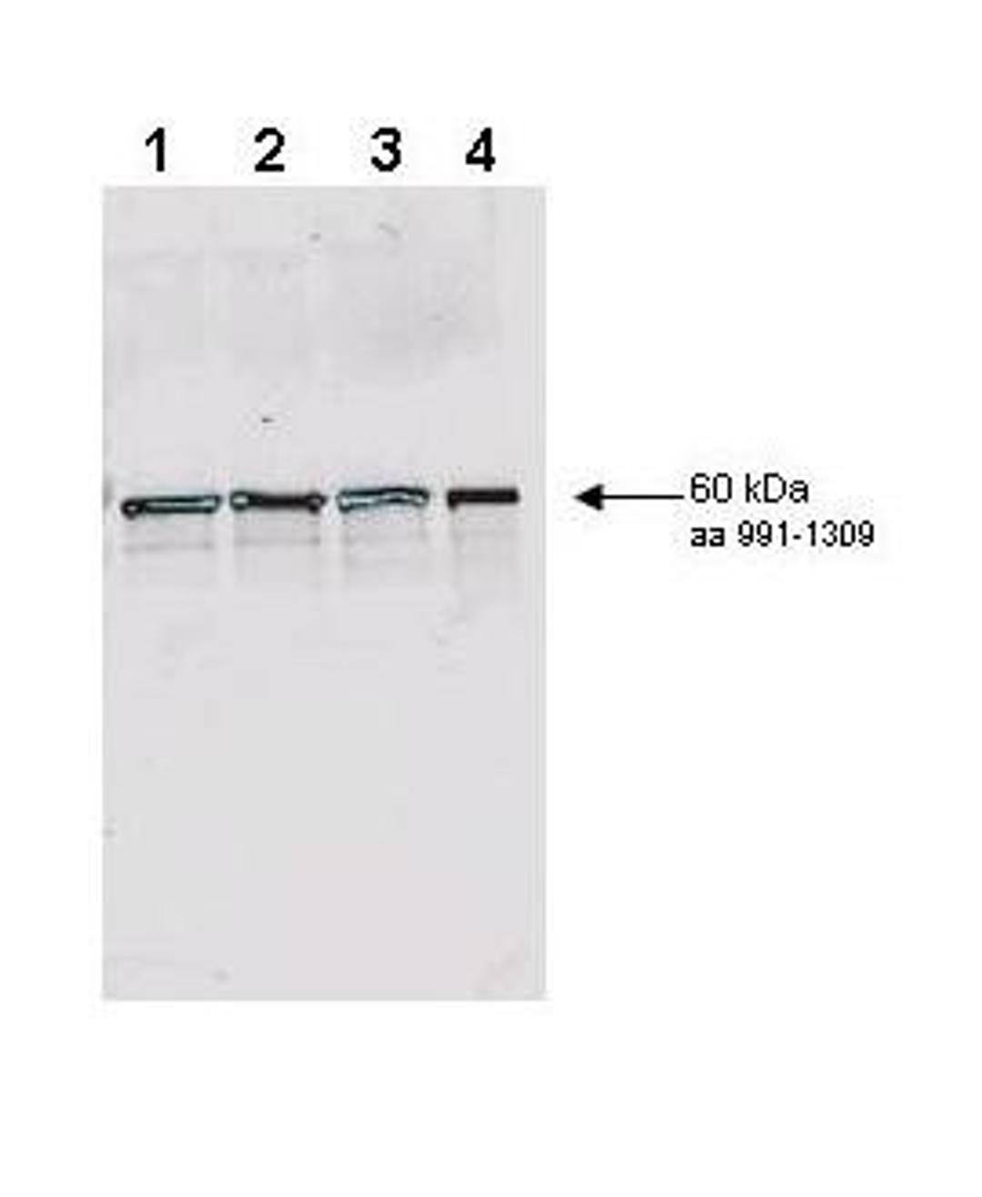 Western blot analysis of Lane 1 - non-phosphorylated wild type yeast Rad9, Lane 2 - in vitro phosphorylated wild type yeast Rad9, Lane 3 - non-phosphorylated S1129A/S1260A double mutant Rad9, Lane 4 - in vitro phosphorylated S1129A/S1260A double mutant us