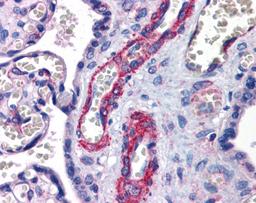 Antibody used in IHC on Human Placenta.