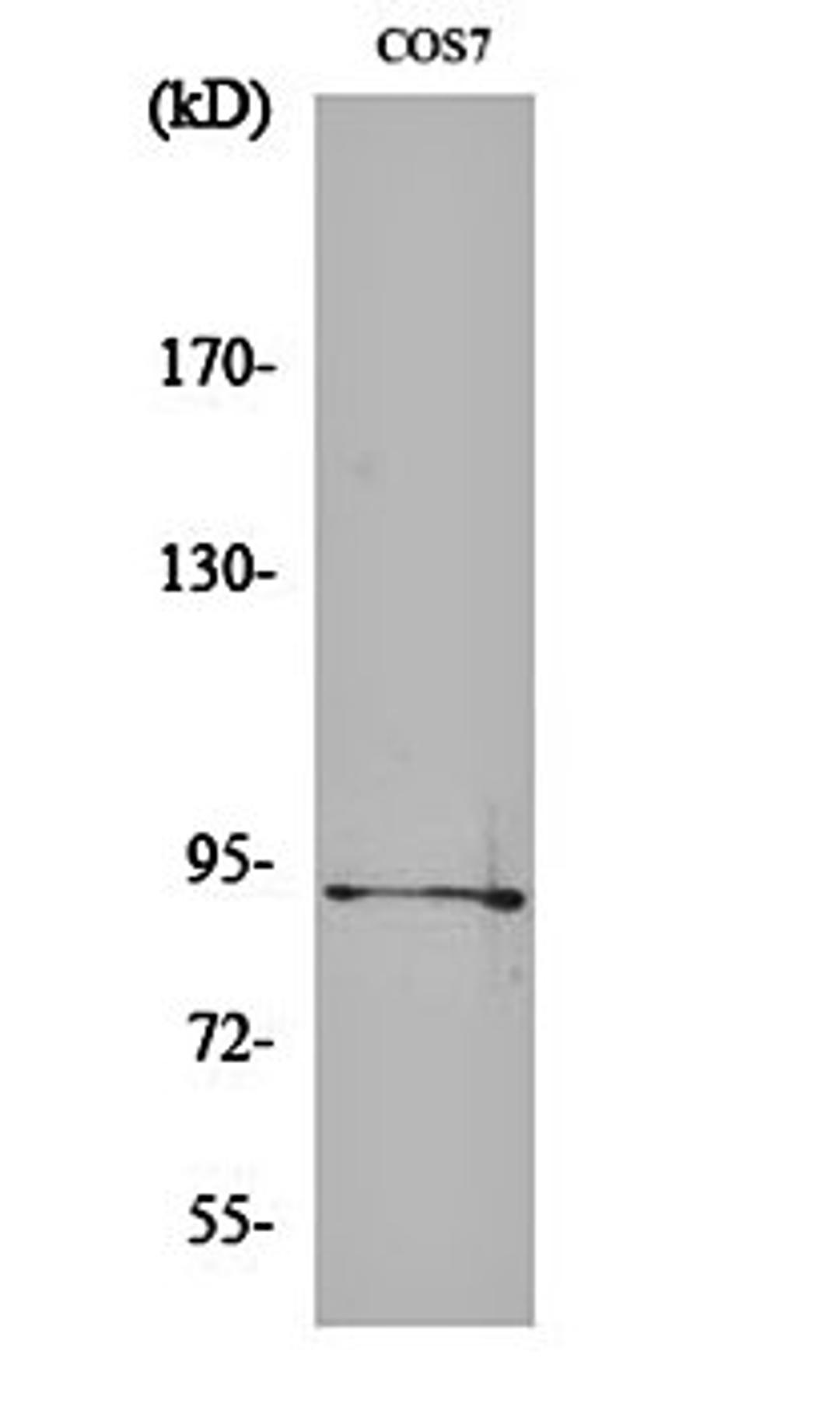 Western blot analysis of COS7 cell lysates using Sp1 (phospho-T739) antibody