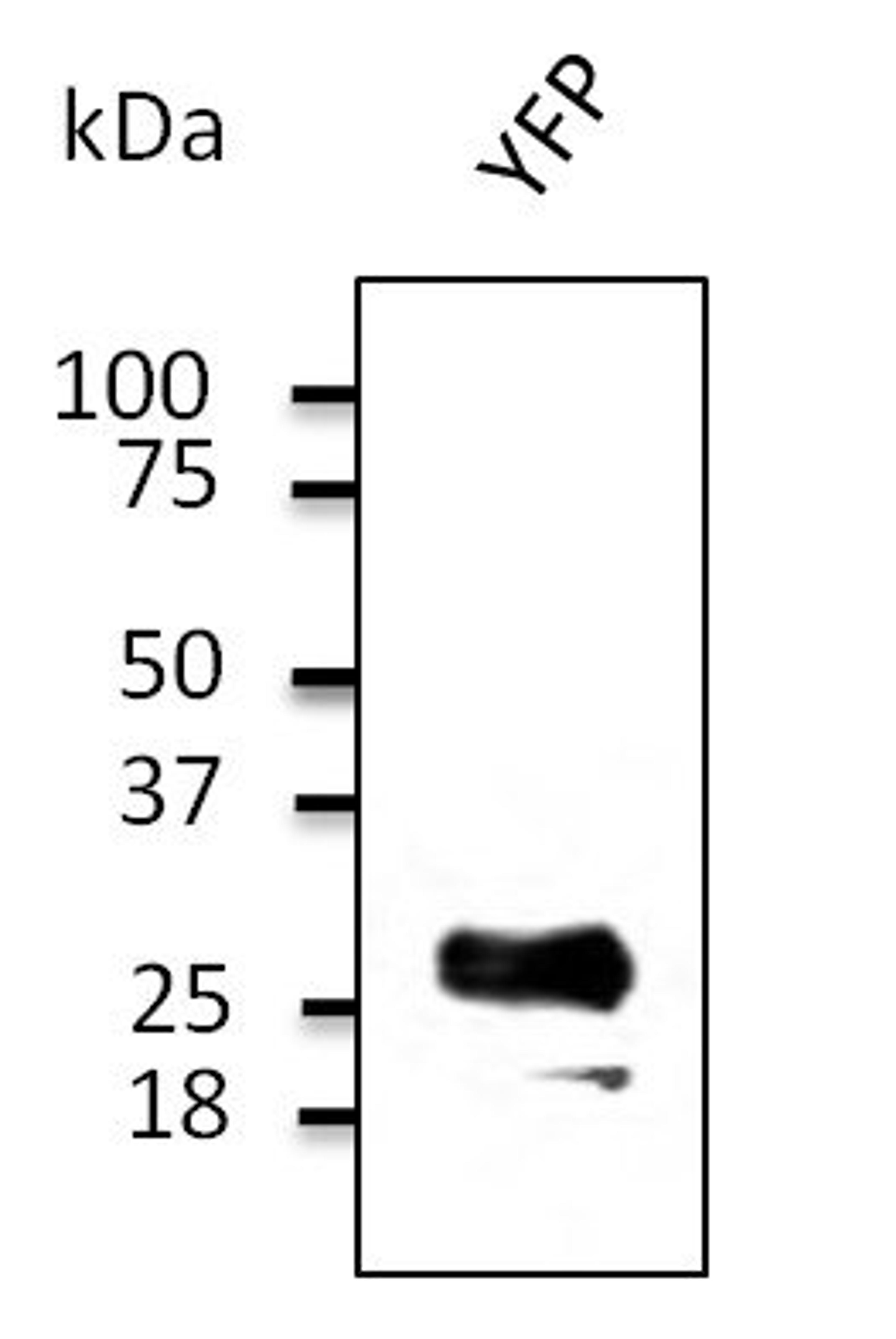 Western blot analysis of staining of 293HEK cells lysates using YFP antibody