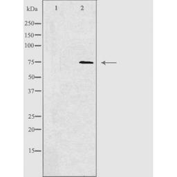 Western blot analysis of 293 cells NIH/3T3 cells and JurKat cells using RHG18 antibody