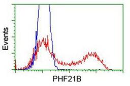 Flow Cytometry: PHF21B Antibody (3D1) [NBP2-00960] - HEK293T cells transfected with either overexpression plasmid (Red) or empty vector control plasmid (Blue) were immunostained by anti-PHF21B antibody, and then analyzed by flow cytometry.