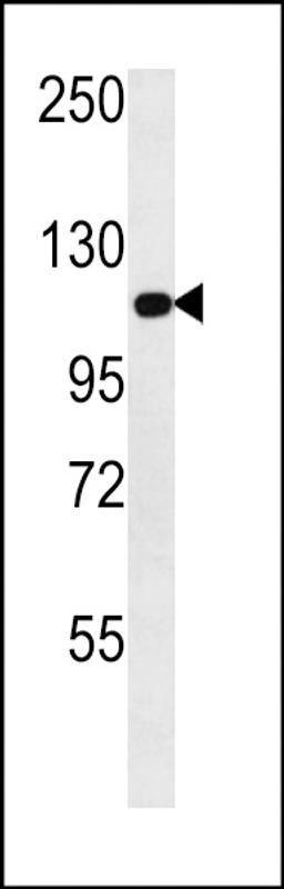 Western blot analysis in NCI-H292 cell line lysates (35ug/lane).