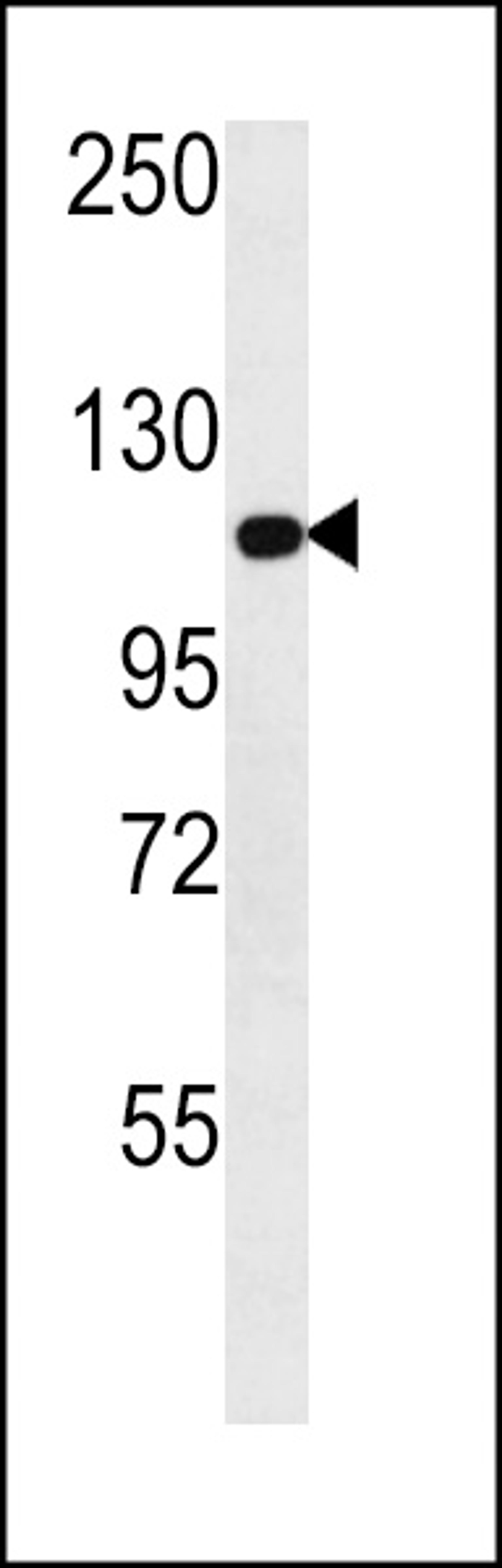 Western blot analysis in NCI-H292 cell line lysates (35ug/lane).