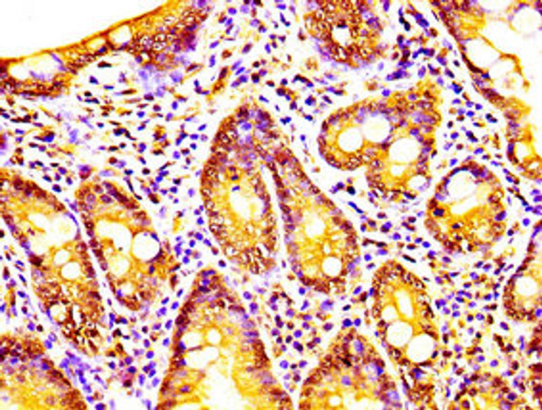 IHC image of CSB-PA614529LA01HU diluted at 1:200 and staining in paraffin-embedded human small intestine tissue performed on a Leica BondTM system. After dewaxing and hydration, antigen retrieval was mediated by high pressure in a citrate buffer (pH 6.0). Section was blocked with 10% normal goat serum 30min at RT. Then primary antibody (1% BSA) was incubated at 4&deg;C overnight. The primary is detected by a biotinylated secondary antibody and visualized using an HRP conjugated SP system.
