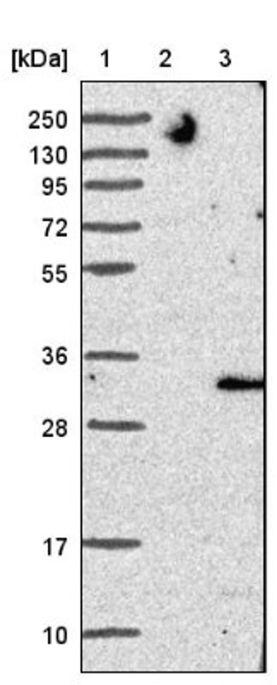 Western Blot: TMEM41B Antibody [NBP1-81552] - Lane 1: Marker [kDa] 250, 130, 95, 72, 55, 36, 28, 17, 10<br/>Lane 2: Negative control (vector only transfected HEK293T lysate)<br/>Lane 3: Over-expression lysate (Co-expressed with a C-terminal myc-DDK tag (~3.1 kDa) in mammalian HEK293T cells, LY414863)