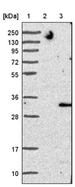 Western Blot: TMEM41B Antibody [NBP1-81552] - Lane 1: Marker [kDa] 250, 130, 95, 72, 55, 36, 28, 17, 10<br/>Lane 2: Negative control (vector only transfected HEK293T lysate)<br/>Lane 3: Over-expression lysate (Co-expressed with a C-terminal myc-DDK tag (~3.1 kDa) in mammalian HEK293T cells, LY414863)