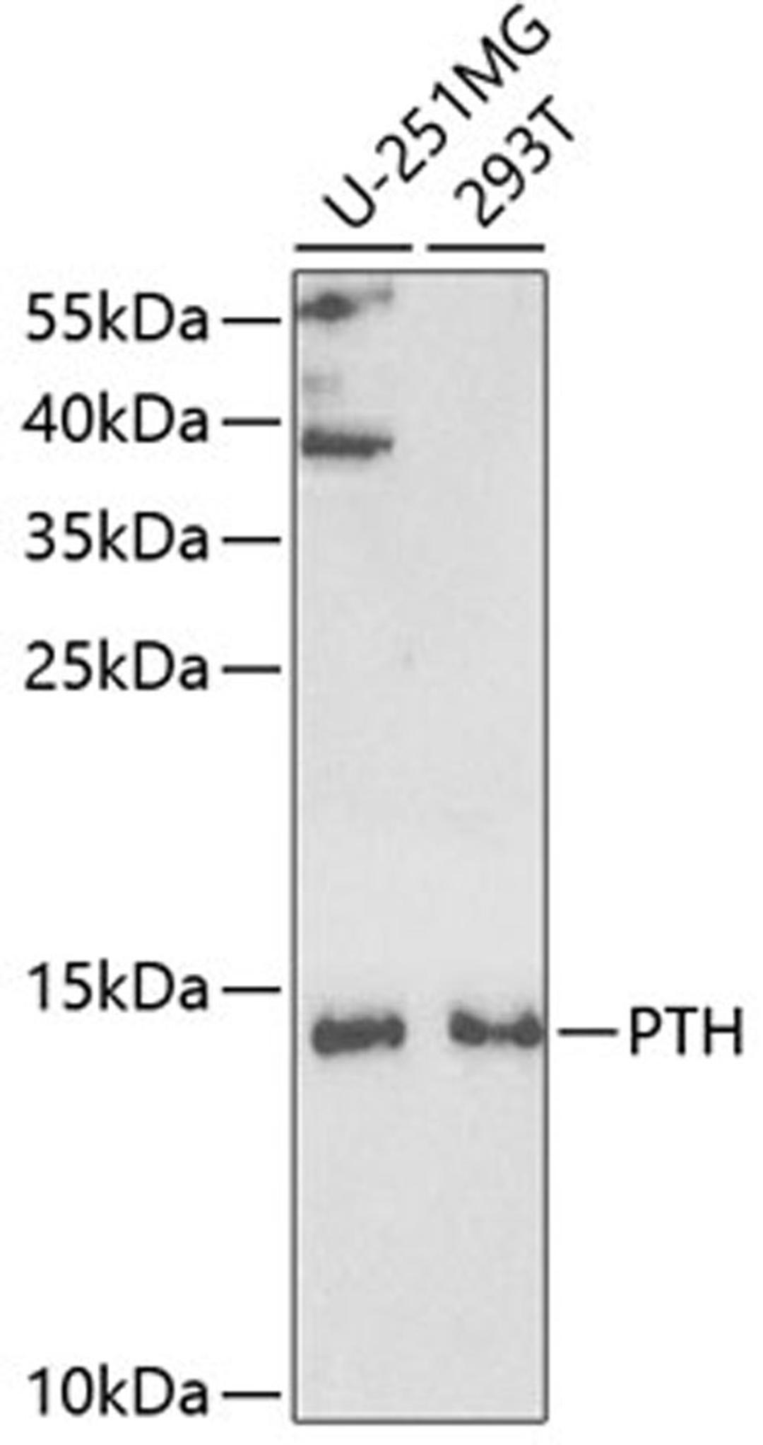 Western blot - PTH antibody (A5846)