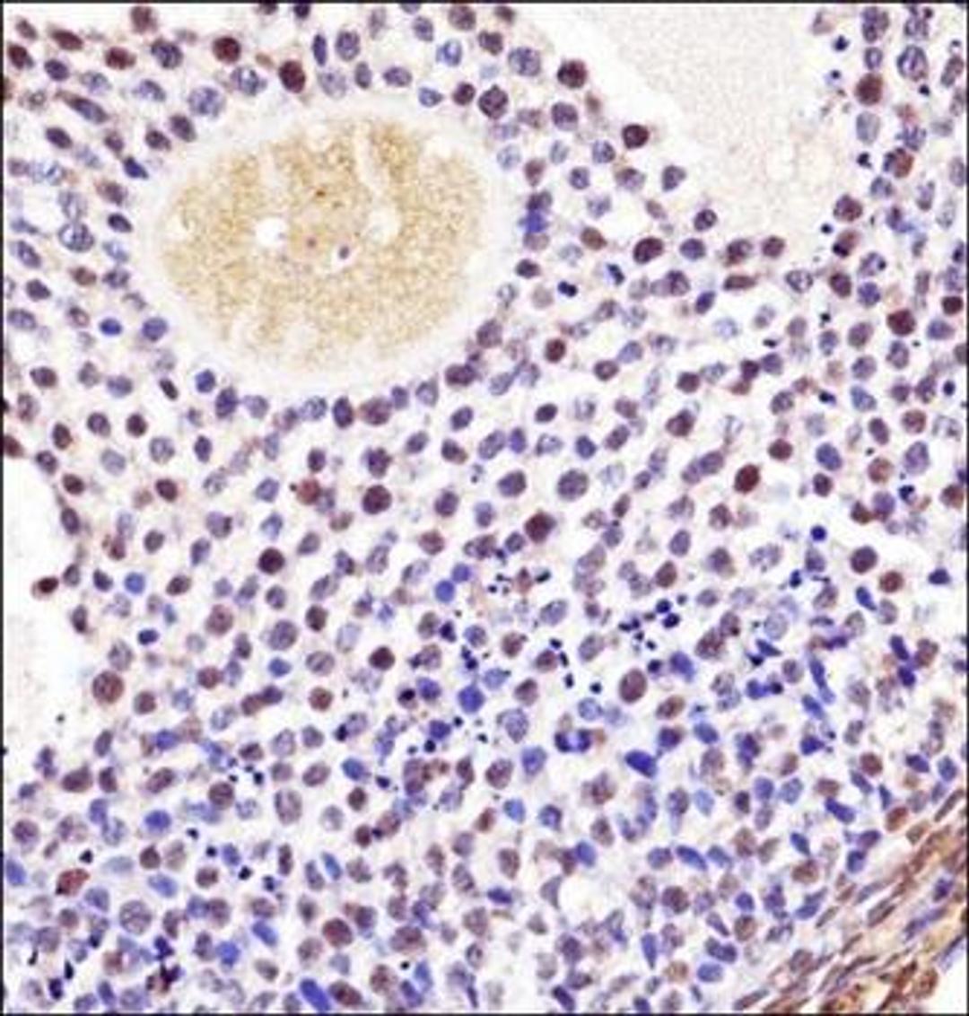 Immunohistochemical staining of paraffin embedded mouse ovarian tissue using Mouse Wee2 antibody (primary antibody dilution at: 1:10-50)