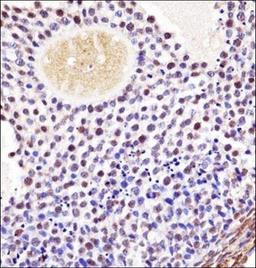 Immunohistochemical staining of paraffin embedded mouse ovarian tissue using Mouse Wee2 antibody (primary antibody dilution at: 1:10-50)