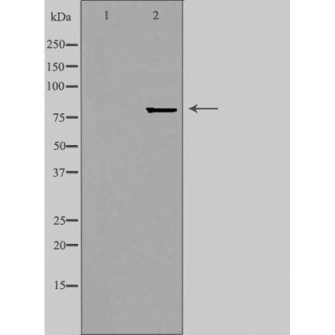 Western blot analysis of HepG2 cells using ZNF280C antibody